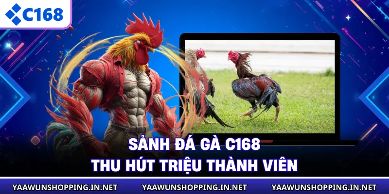 Sảnh đá gà C168 thu hút triệu thành viên
